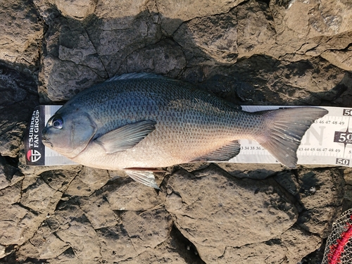 クチブトグレの釣果