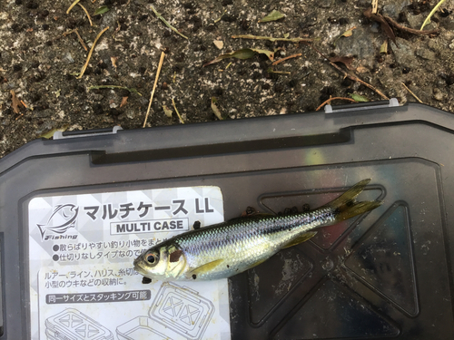 カワムツの釣果