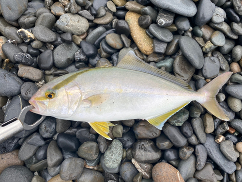 ショゴの釣果