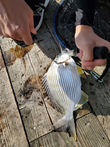 ヘダイの釣果