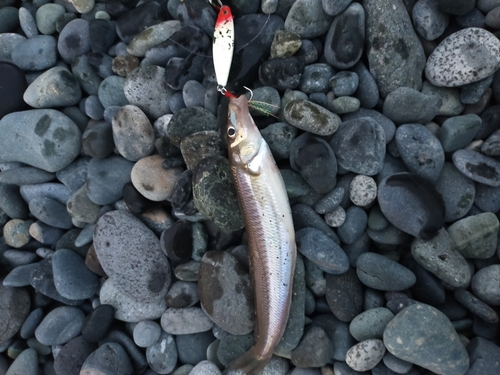 シロギスの釣果