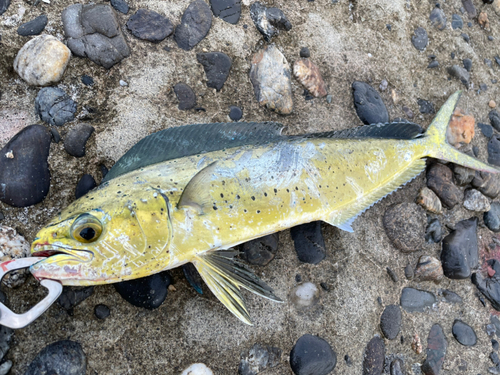 シイラの釣果