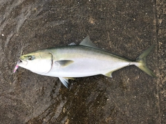 メジロの釣果