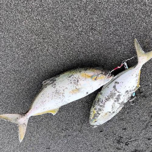 ショゴの釣果