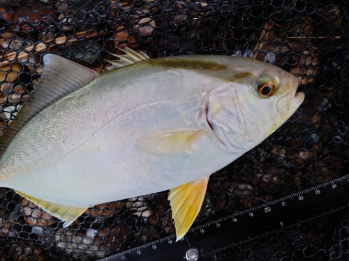 ショゴの釣果