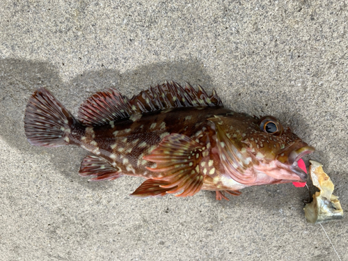 カサゴの釣果