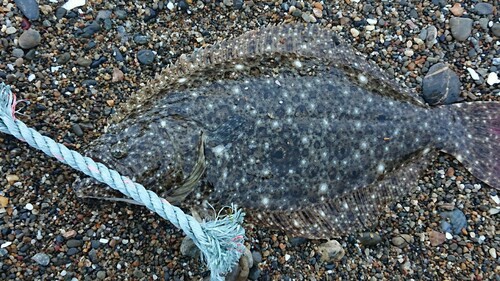 ソゲの釣果