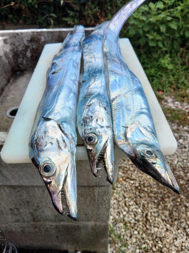 タチウオの釣果