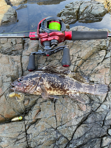 タケノコメバルの釣果