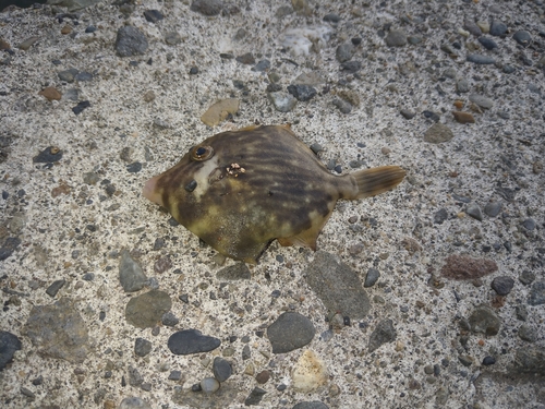 カワハギの釣果