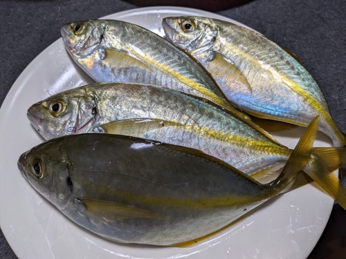 シマアジの釣果