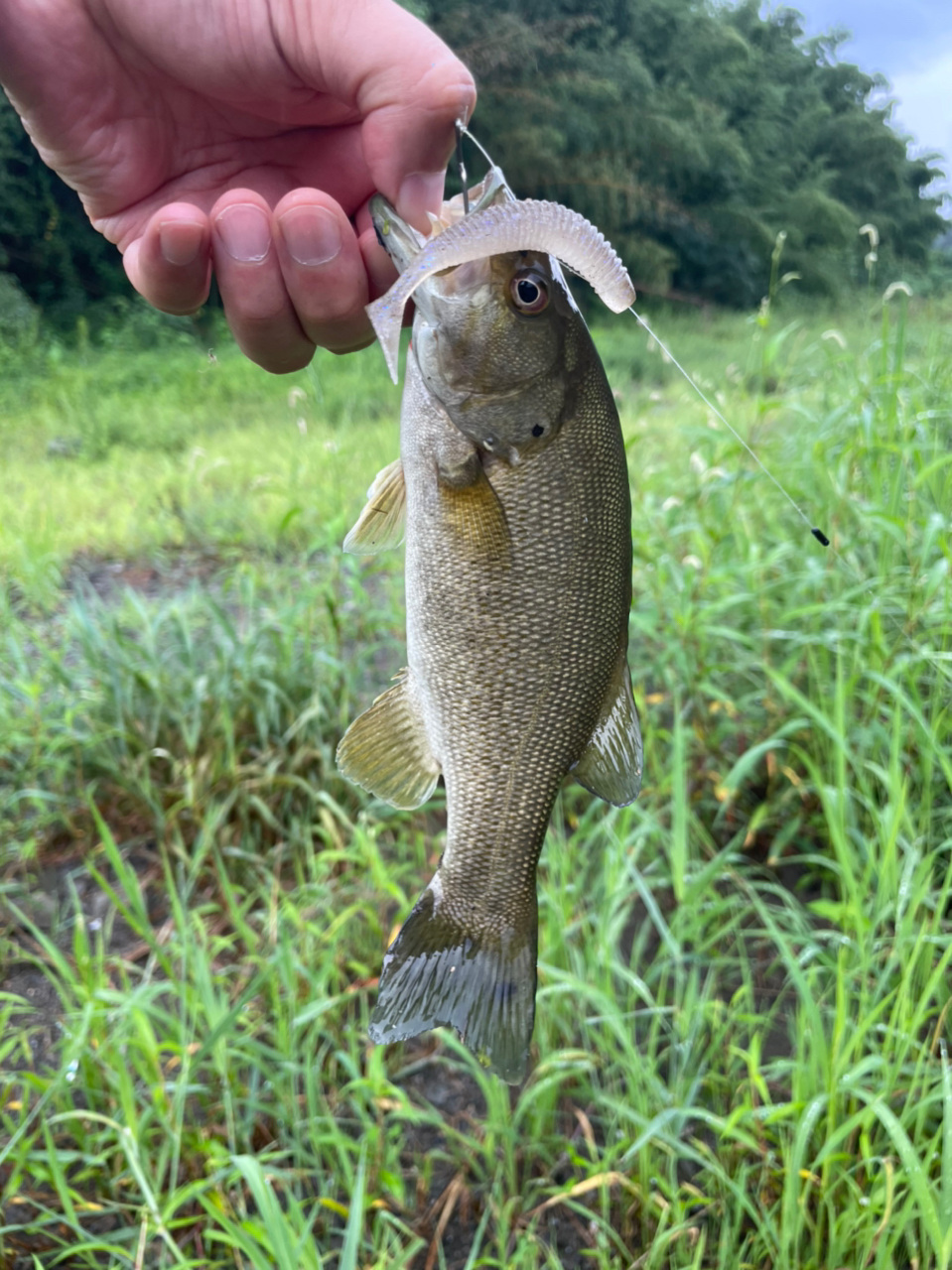 スモールマウスバス