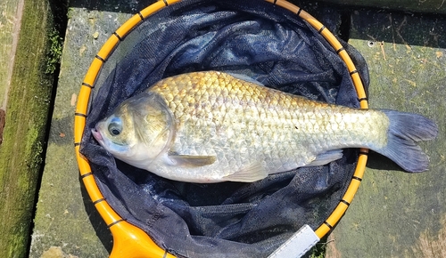 ヘラブナの釣果