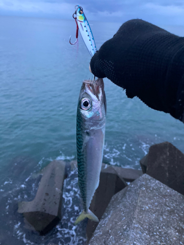 サバの釣果