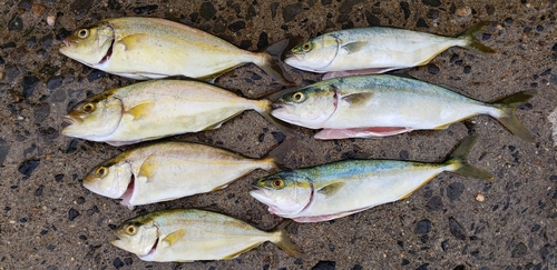 ツバスの釣果