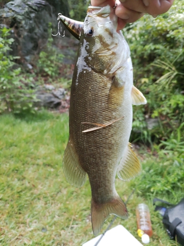 スモールマウスバスの釣果