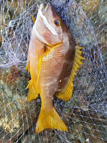 シブダイの釣果