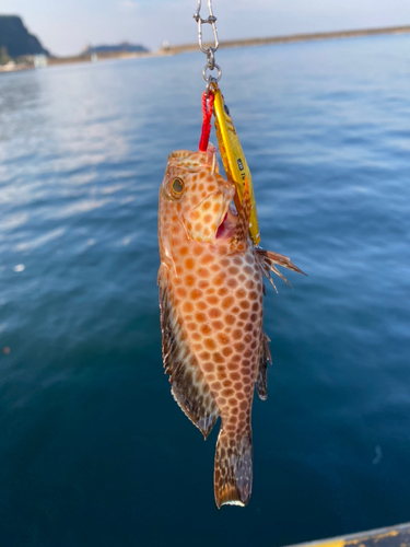 オオモンハタの釣果