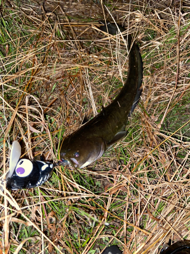 ナマズの釣果