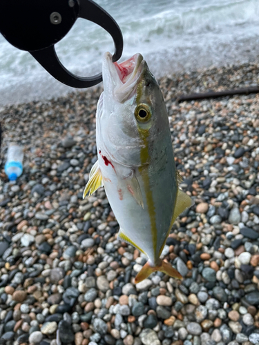 ツバイソの釣果