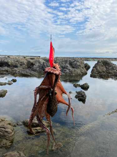 タコの釣果