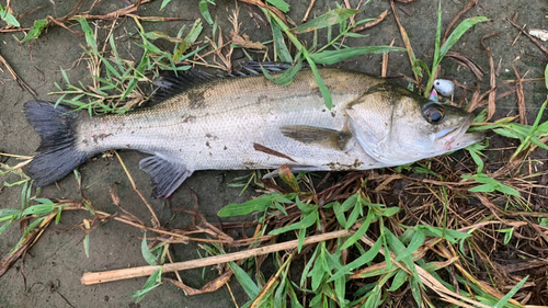 セイゴ（マルスズキ）の釣果