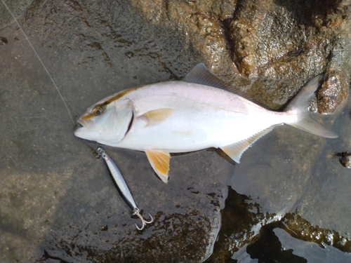 ショゴの釣果