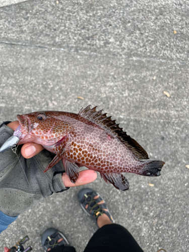 オオモンハタの釣果