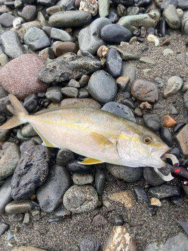 ショゴの釣果