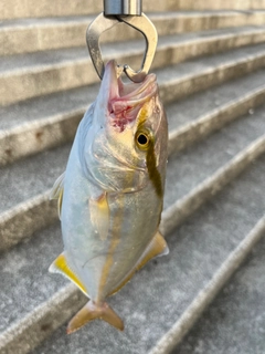 シオの釣果