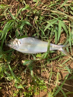 コノシロの釣果