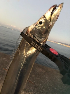 タチウオの釣果