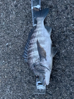 チヌの釣果