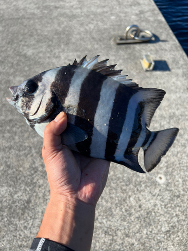 イシダイの釣果