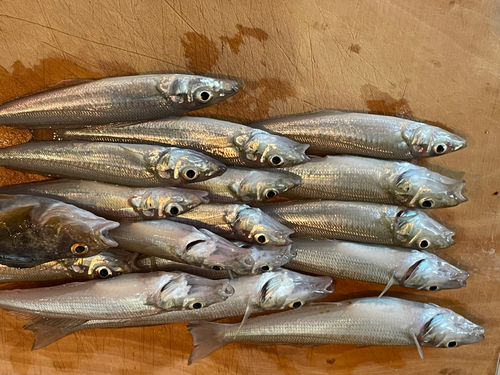 キスの釣果