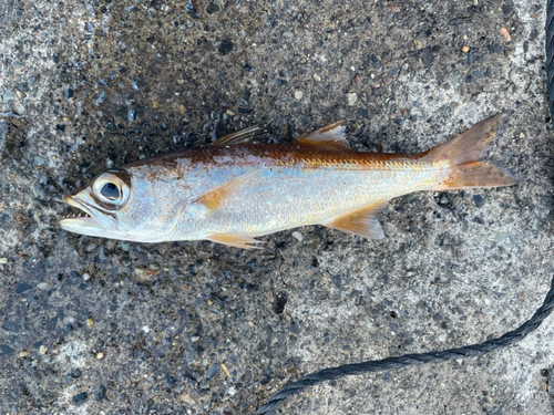 ムツの釣果