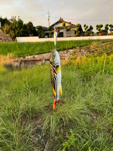 シマフグの釣果