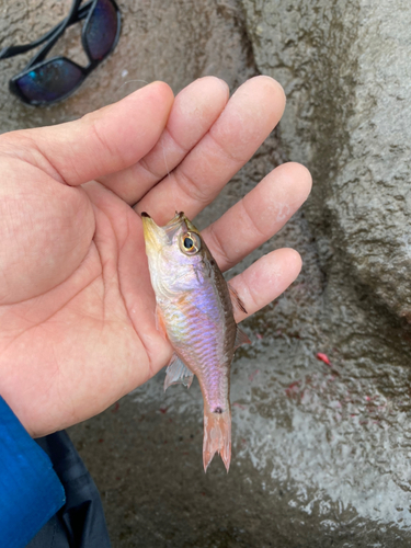 ネンブツダイの釣果