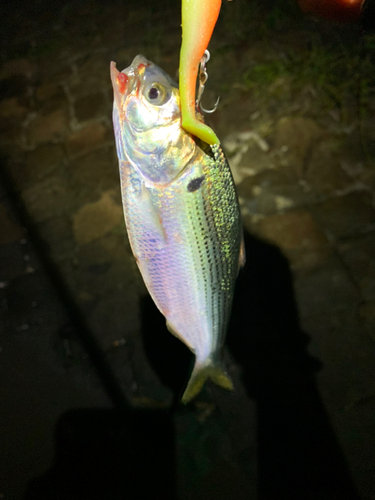 コノシロの釣果