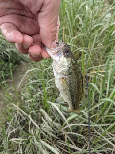 ラージマウスバスの釣果