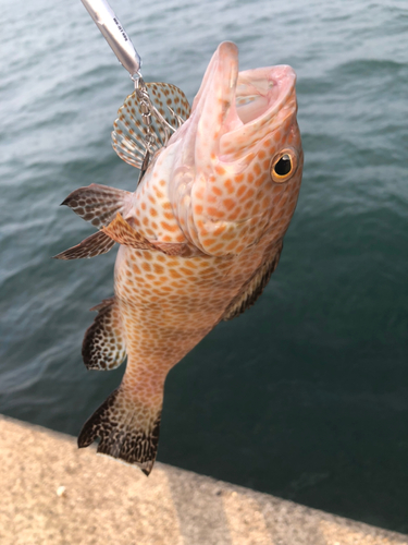 オオモンハタの釣果