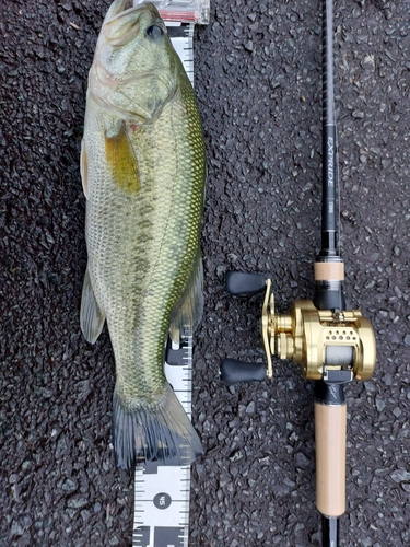 ブラックバスの釣果