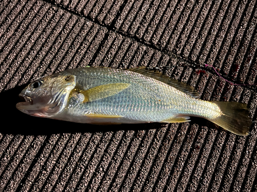 イシモチの釣果