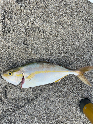 ショゴの釣果