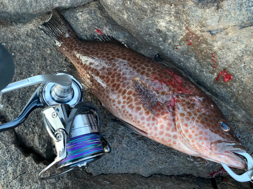 オオモンハタの釣果