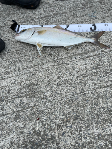 ショゴの釣果