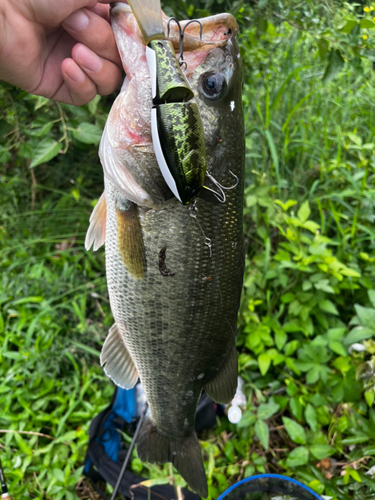 ブラックバスの釣果