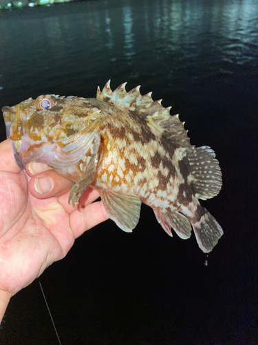 カサゴの釣果