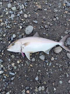 ショゴの釣果