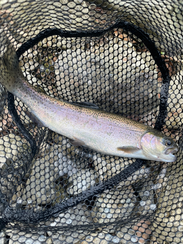 ニジマスの釣果